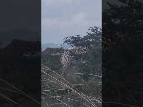 Giraffe enjoying lunch