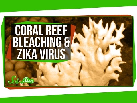グレートバリアリーフの白化とジカの最新情報 (Bleaching in the Great Barrier Reef, and a Zika Update)
