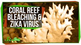 Bleaching in the Great Barrier Reef, and a Zika Update