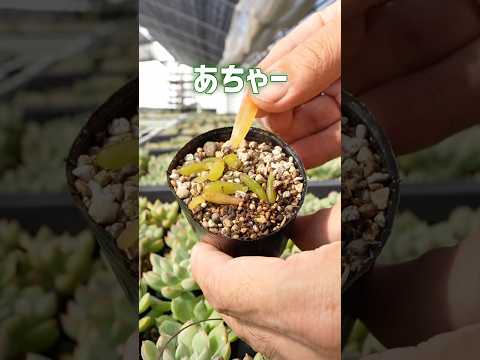 開花多肉植物品種エケベリア名前女性