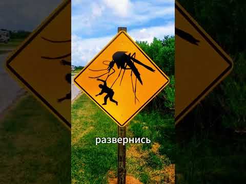 Гиганские комары