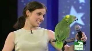 Amazon Parrot Singing Video