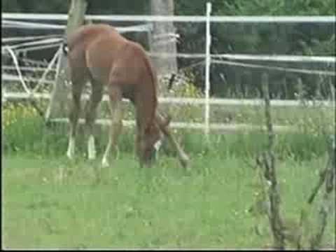 LINANDA - 18.05.2008