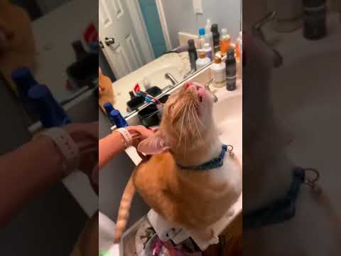 Funny Pets 😹 New Funny Cats 2024 🐈‍⬛ # #2602