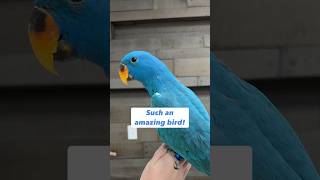 Blue Eclectus Parrot is Beautiful 💙 #amazing #parrot #parrotstars