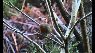 Pavor Nocturnus - Final Edit. A Level Film Studies. Short film