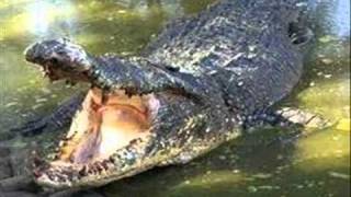 Download lagu Cikgu Naim   Buaya mp3