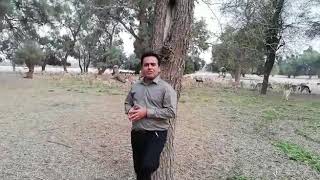 preview picture of video 'Lal Sonhara National Park Bahawalpur....'