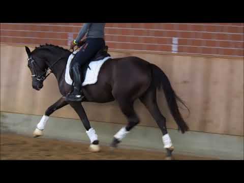 3,5j Stute v. Nobel Nagano