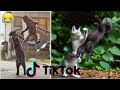 The KungFu Cat Of Tiktok Funny Cat Tiktok Pets SGlobals