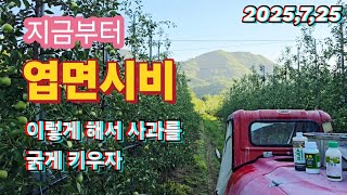 지금부터 엽면시비 이렇게 해서 사과를 굵게 키우고 착색이 잘오게 하자