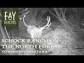 Montana Trail Camera Footage | Shock Ranch On The North Fork | Townsend, MT