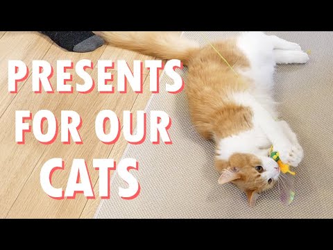 Our cats get their favorite things
