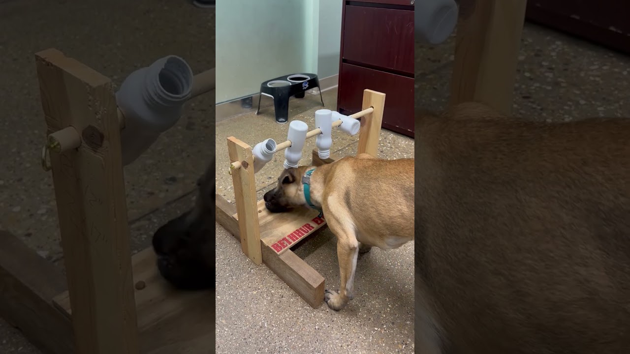 Missy, a Adoptable Mixed Breed in Skokie, IL video 6/6