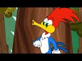 La Curiosa Naturaleza De Woody El Pájaro Loco Dibujos Animados En Español