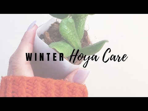 Winter Hoya Care
