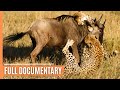 Cheetahs - High-speed hunters of the Savannah | Free Documentary