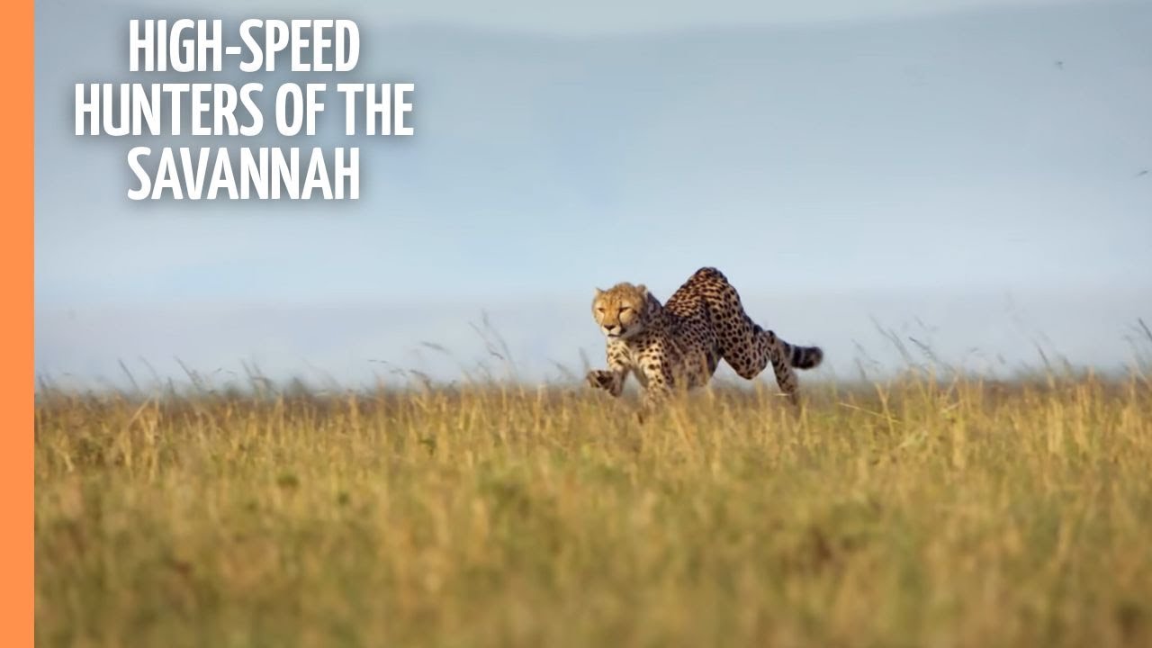 Cheetahs - High-speed hunters of the Savannah | Free Documentary