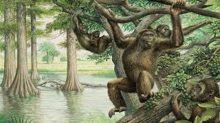 The Miocene Apes