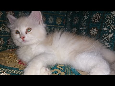 Persian cat. #Presiankitten