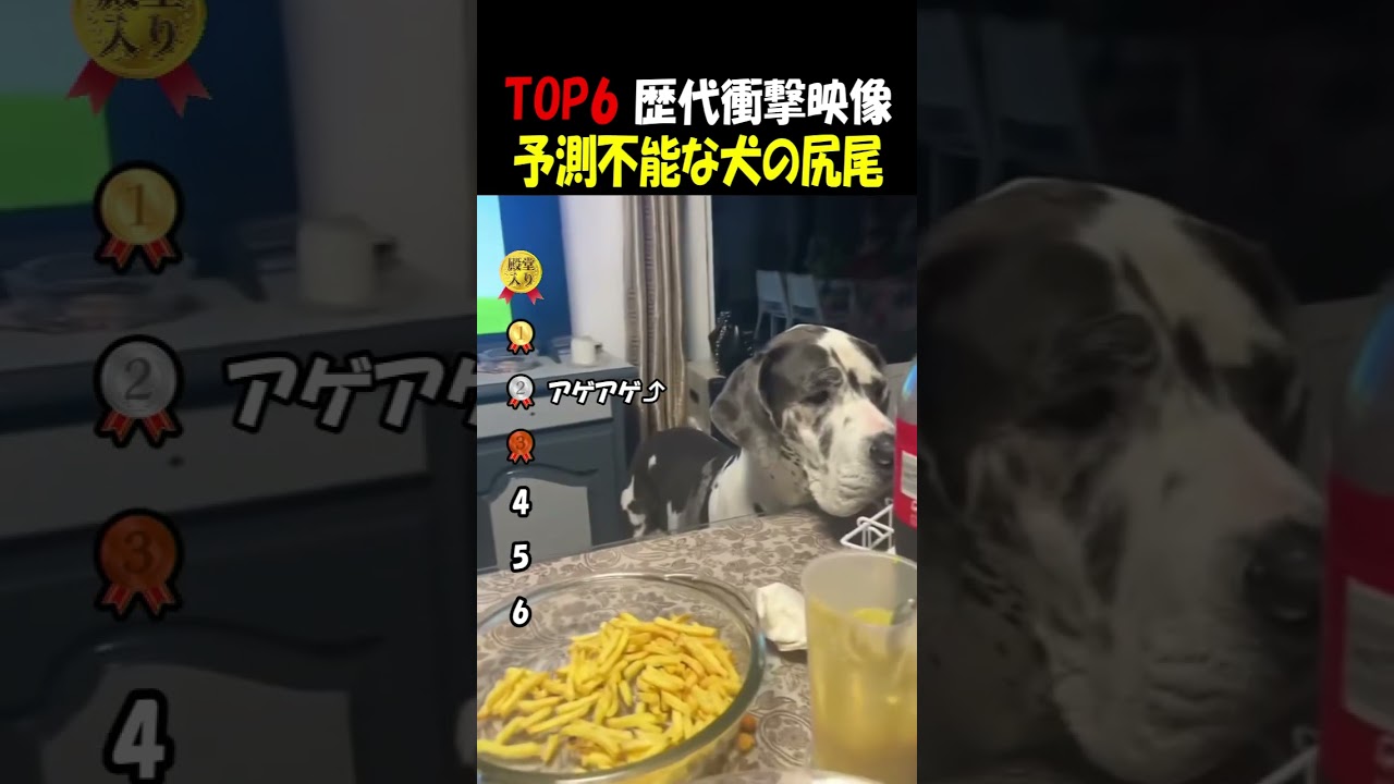 予測不能な犬のしっぽ