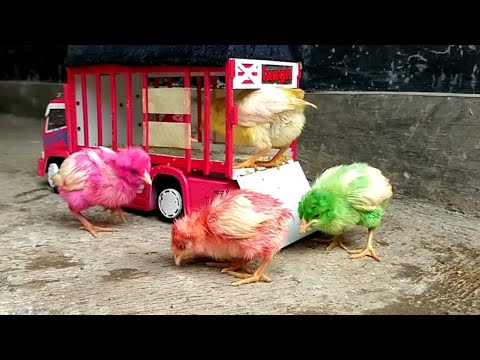 Ekspedisi AYAM KAMPUS 😁 New bekaje ||Miniatur Truk Plastik