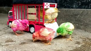 Download lagu Ekspedisi AYAM KAMPUS 😁 New bekaje ||Miniatur Truk Plastik mp3