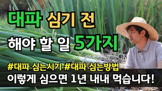 대파심는시기 심는방법 대파 씨앗파종시기