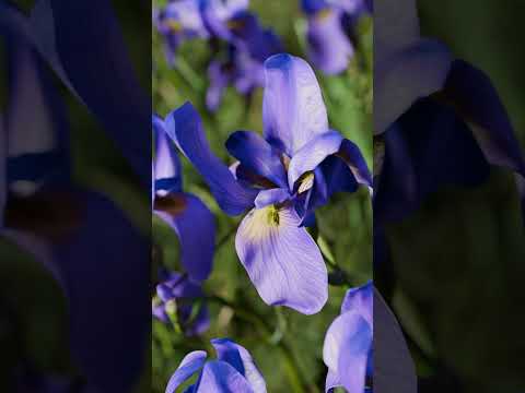 Blu Indaco - Essential, elegant, impeccable  #perfume #profumiartistici