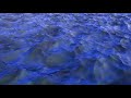 Water Animation Smooth 3D Render Cinema 4D RealFlow