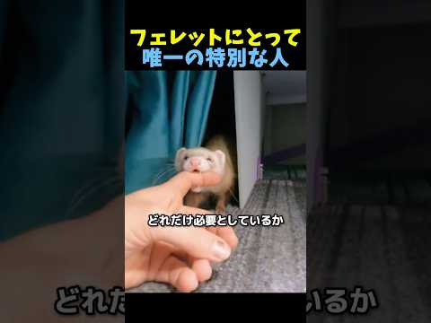 フェレットにとって唯一の特別な人🦨 #感動する話 #ペット #動物