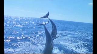 Cesaria Evora — Crepuscular Solidao