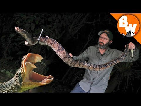 Avoid These Venomous Snake Bites at All Costs