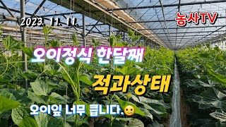 2023년 11월 11일