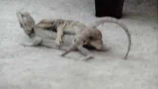 Bearded Dragon Mating 2