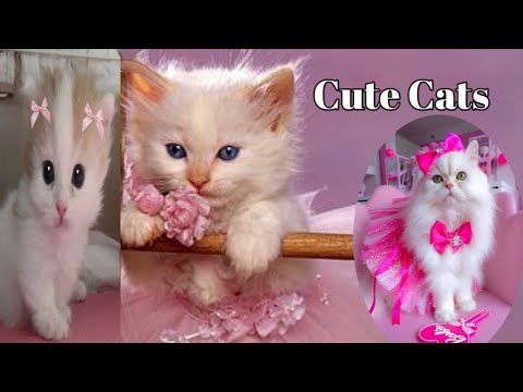 cute cat 🐈|New Funny Videos 2024 Cutest Cats|#cute #kitten #funny #cat #shorts #love #friends #happy