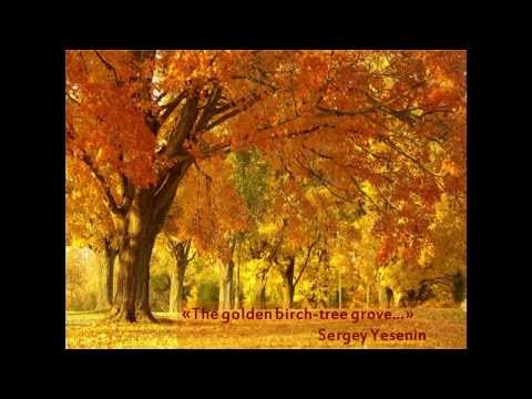 The golden birch tree grove