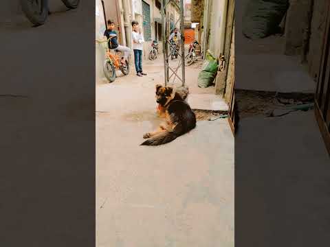 #munir  🦁🐯🐯