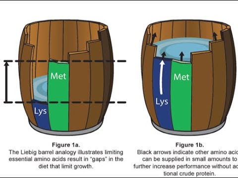 Secrets to Optimal Pig Feeding: Unlocking Their Nutritional Needs