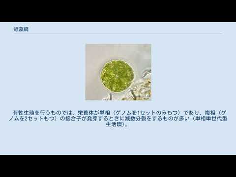 緑藻綱 (系統分類)について詳しく解説