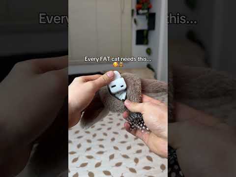 The purrfect gift😻🐾 #catlover #cats