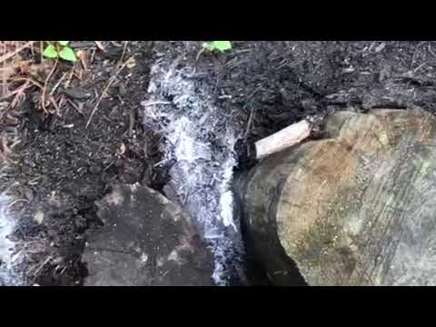 Bees Sting Family in Wall Township, NJ