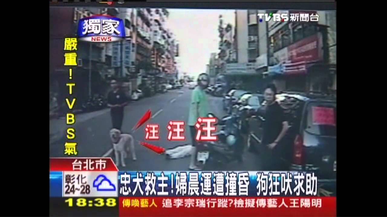 〈獨家〉忠犬救主！婦晨運遭撞昏　狗狂吠求助