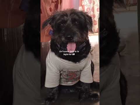 Sirf tumhe dekh ke hi lagta hai ki koi hai jo sirf mera hai #dogslover #labrador #puppy