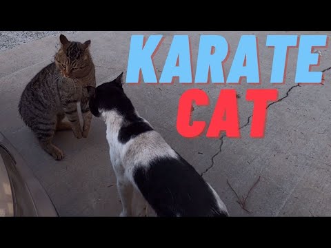Two Male Cat FIGHTING and ARGUING to mate with Female Cat