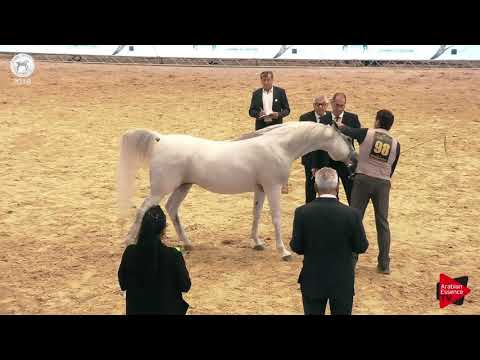 N.98 AL RAHEEB AA - SEWC 2018 - Senior Stallions (Class 5B)
