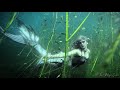 MERMAID BERENANG DENGAN IKAN MELALUI RUMPUT LAUT (video putri duyung bawah air air tawar) - Mermaid Phantom