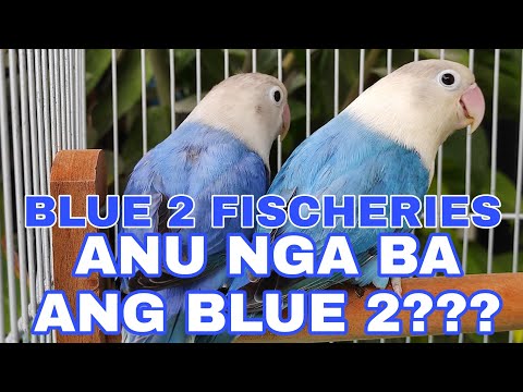 ANU NGA BA ANG BLUE 2? | LOVEBIRDS PARBLUE | WHAT IS BLUE 2?