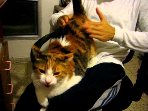 YouTube video about: Should you spank your cat?