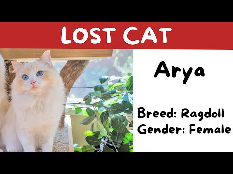 I Lost My Cat Arya - What I Learned | The Cat Butler